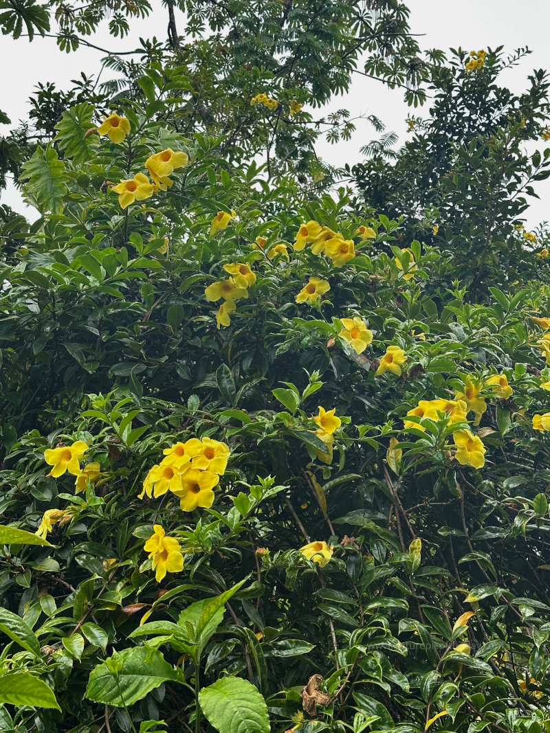 Tropical flowers in Hawaii