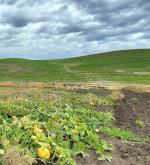 Gourds and pumpkins in Idaho