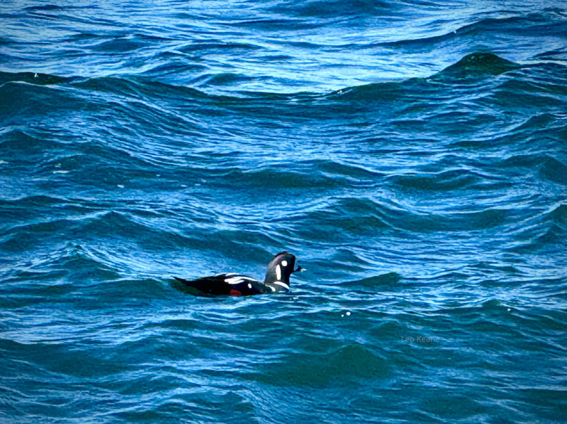 Duck on the Sea