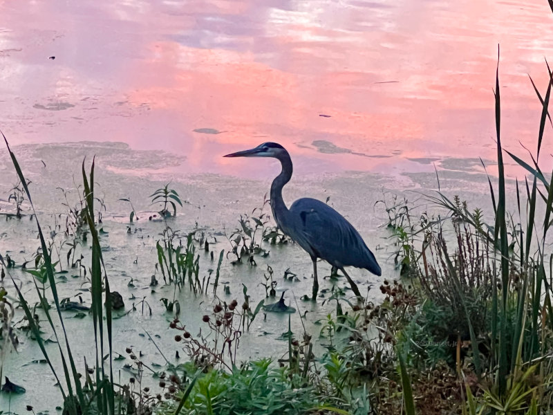 Heron in Minnesota