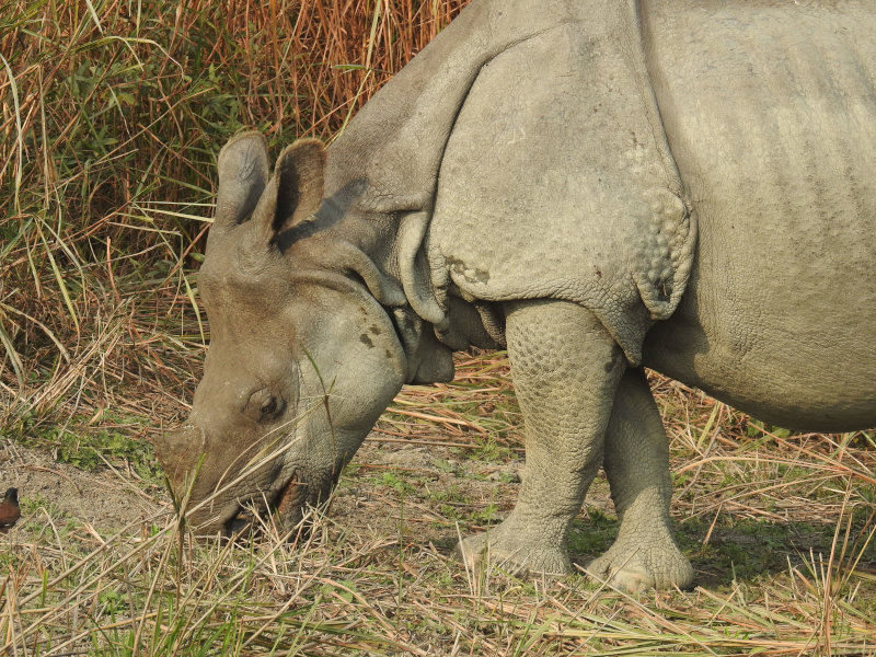 Rhino