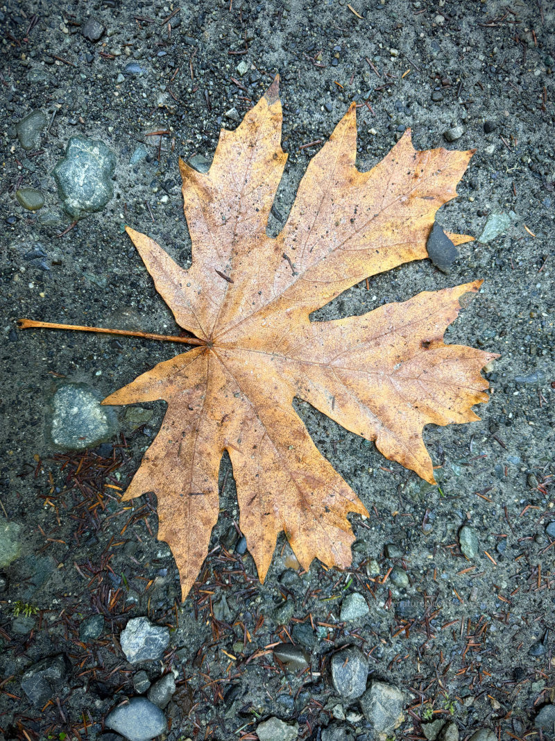 Acer macrophyllum