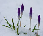 Purple flowers in snow.  Lifetime.  Nature picture.