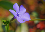 ground cover, drought tolerant, periwinkle.  Nature picture.