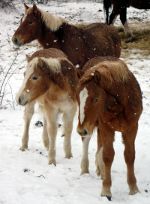 Horses, ponies in snow.  Keep your horses warm.