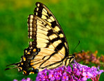 butterfly, tiger swallowtail
