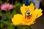 bee on flower in Colorado.