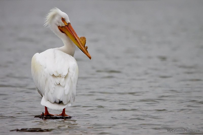 White Pelican, Denver, CO