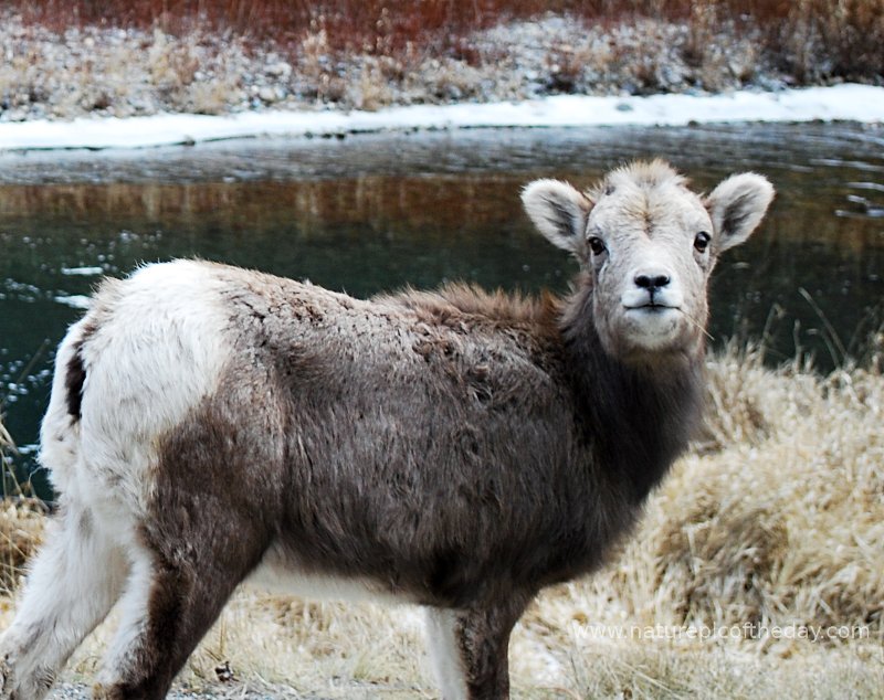 Lamb, Bighorn sheep.  Bighorn sheep in Montana.  