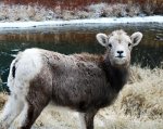 Lamb, Bighorn sheep.  Bighorn sheep in Montana.  