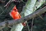 Northern Cardinal.  Bird feeder.