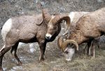 Big horn sheep eating in Montana.