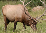 Elk.  Banff National Park.  Canada