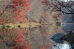 Fall leaves, triadelphia Reservoir, Maryland.