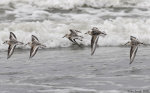 Flying sanderlings against incoming ocean waves.