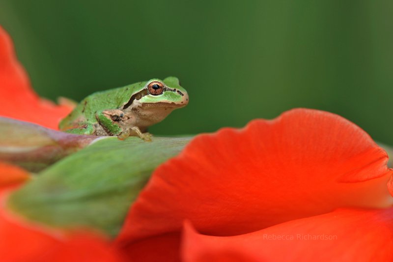 Pacific Tree Frog on a Flower at Vancouver, Washington."