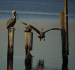 Pelicans on a pier, Moss Point, Mississippi