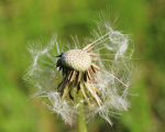 Dandelion in a grass field.