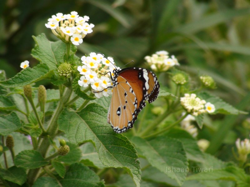Butterfly in New Delhi, India