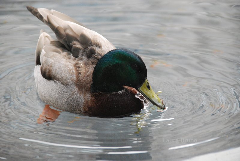 Duck in a pond.