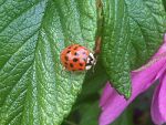 Ladybug on the Isle of Skye, Scotland.