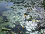 Water Lilies in Kent county.
