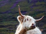 Highland Cattle in Scotland.