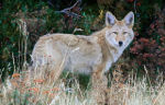 Coyote in Rocky Mountain National Park