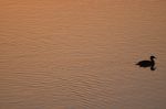 Duck on the water at sunset