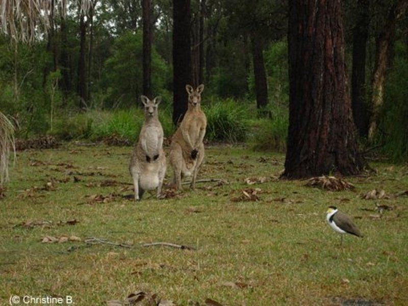 Bird and Kangaroo in Australia