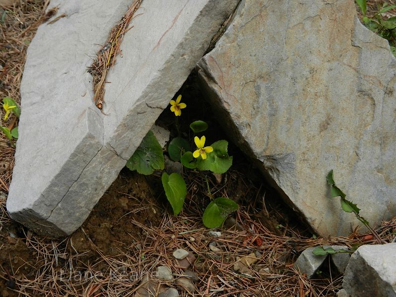 Flowers sheltered by rocks.