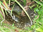 Python in Australia