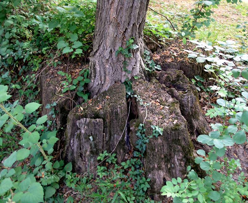 Tree in a stump