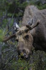 Moose in Glacier National Park, Montana.