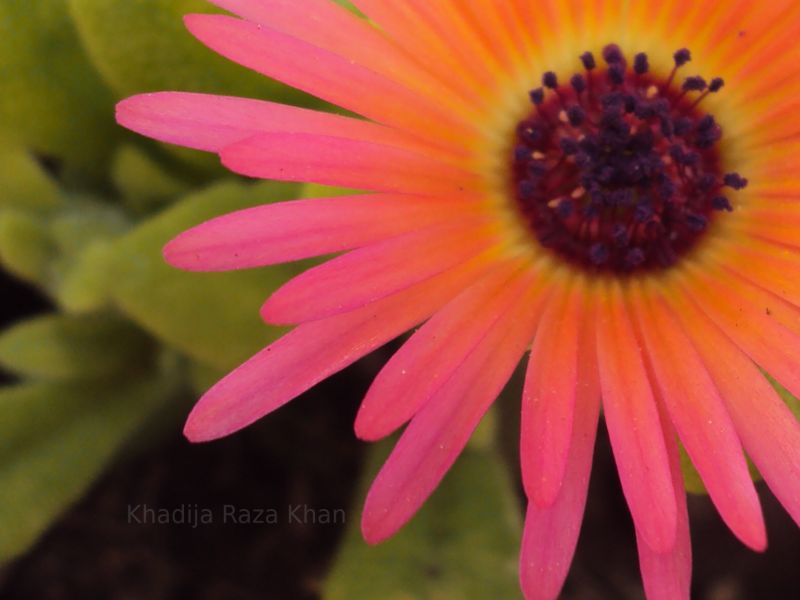 Flower in Pakistan