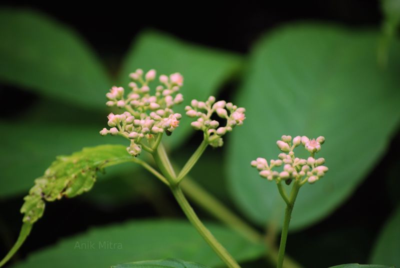 "Flowers about to bloom in Kolad Rain Forest."