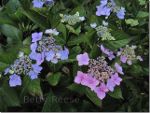Pink and Blue Hydrangea