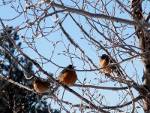 Birds in Pagosa Springs, CO