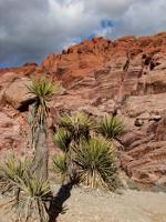 Red Rock Canyon in Nevada not far from Las Vegas