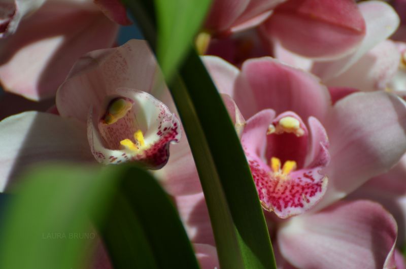 Beautiful flowers in Brazil.