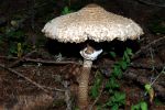 Swiss mushroom