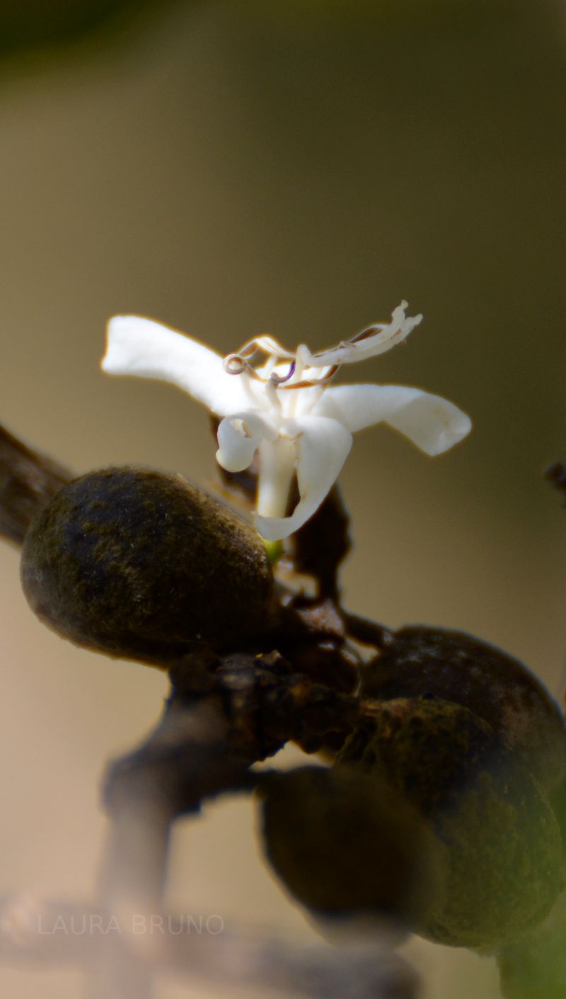 Brazil Coffee plant