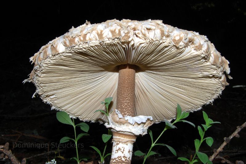 Mushroom in Switzerland
