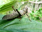 Grasshopper in Brazil