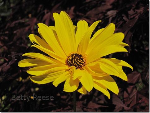 Yellow flower in Cowichan Bay, British Columbia