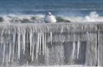 A seagull on an ice covered sea wall in Rhode Island.
