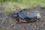 Snapping turtle in PA