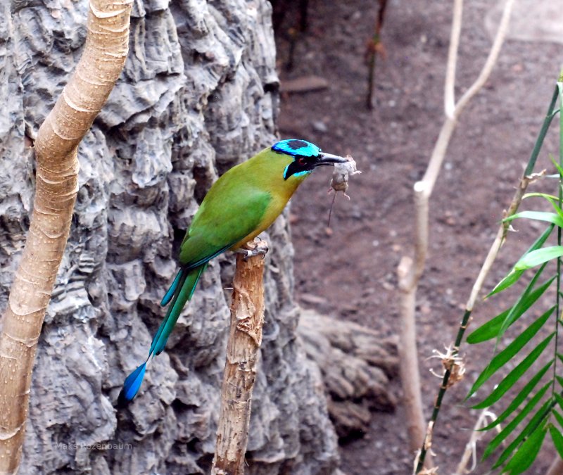 Bird in a Zoo