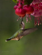 A hummingbird drinking from a flower.