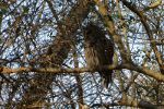 Owl in a tree.